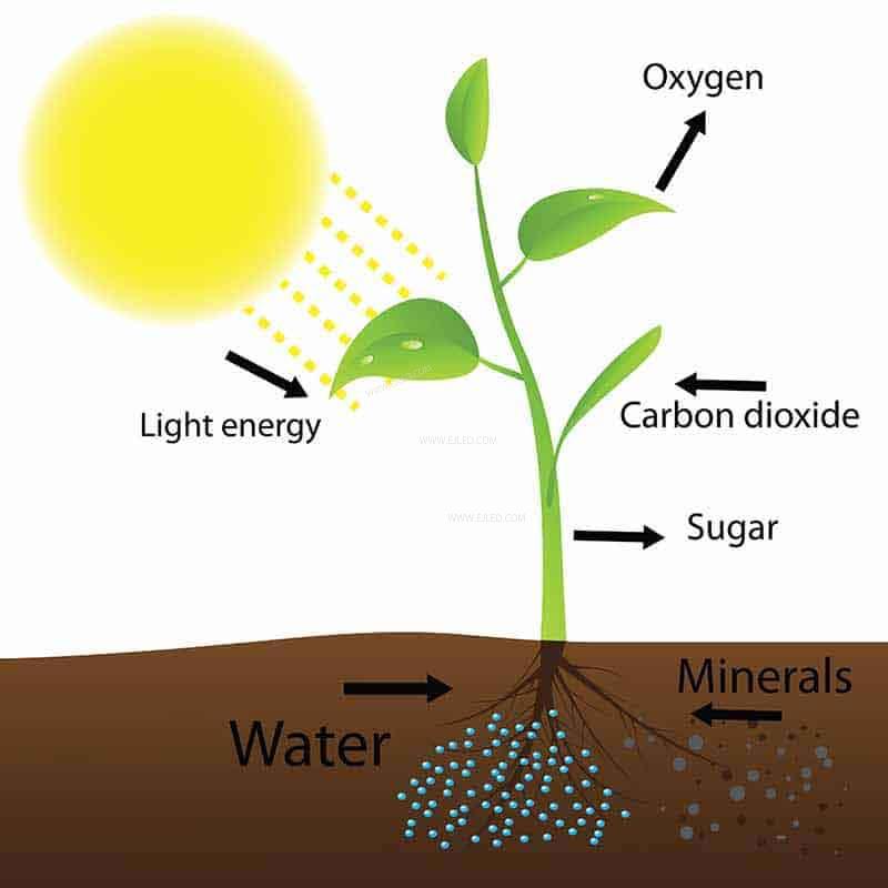 Are plant lights really useful?