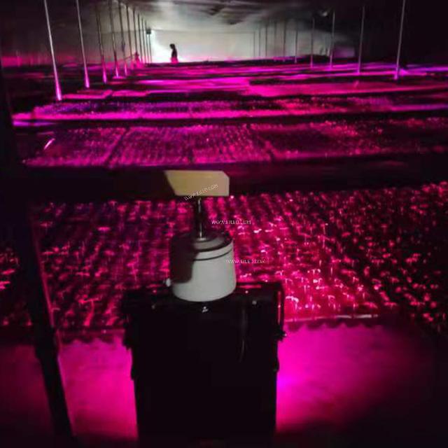 Are plant lights harmful to humans? Which plant lights are harmful, tell you today
