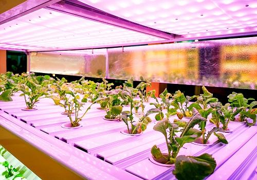 Plant lighting: blocked in the short term and expected in the future