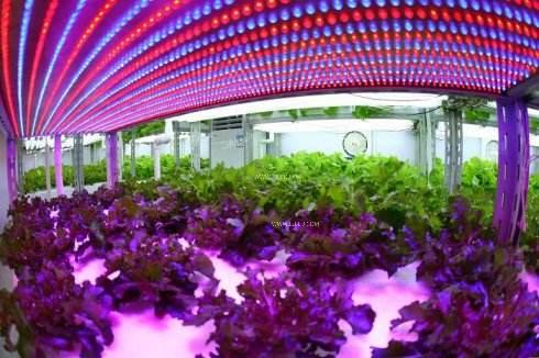 How big is the plant lighting market