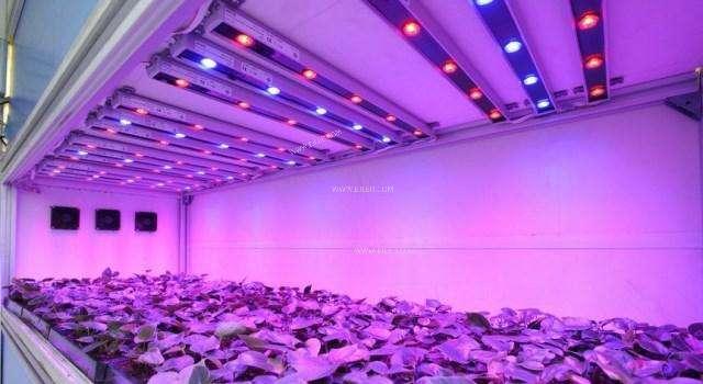 Why people say that plant lights are a hoax?