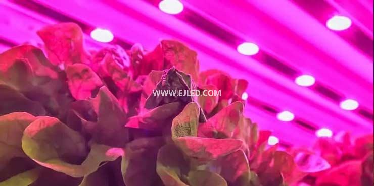 How many hours a day does the plant light turn on