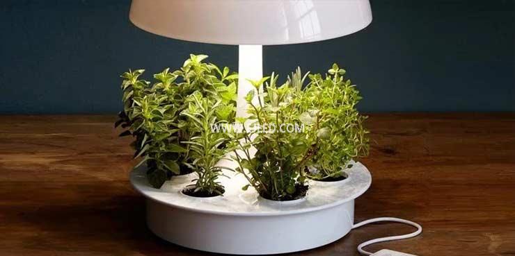 How many hours a day does the plant light turn on