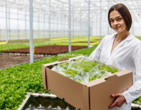 Market prospects of plant lighting in 2022