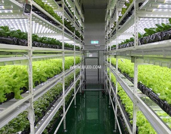 How does white light affect plant growth?
