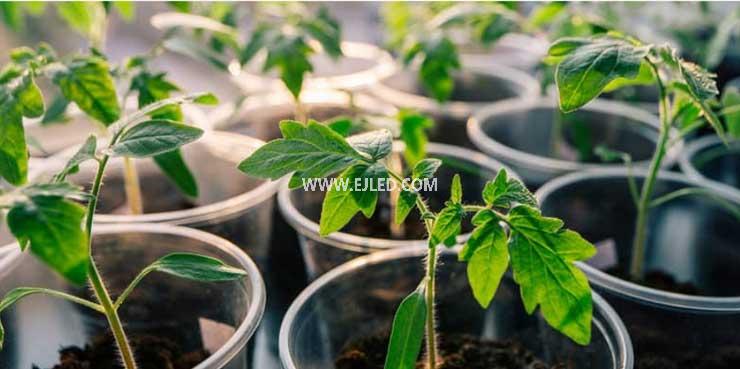 How does white light affect plant growth?
