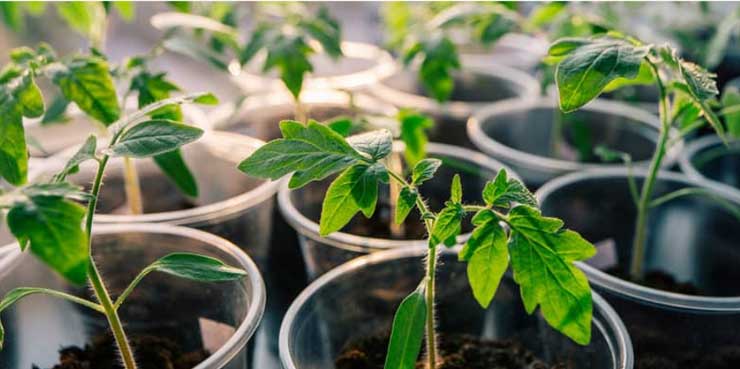 How does the LED grow light work?