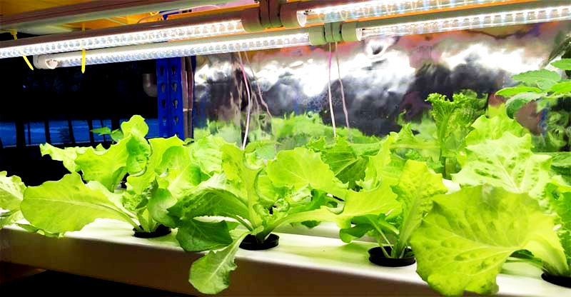 What type of lights are suitable for growing plants?