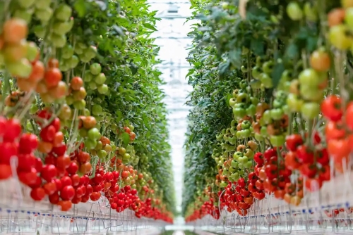Dynamic inventory of the world's 9 largest plant factories in 2021