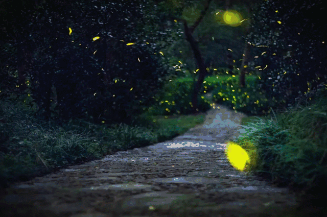 Various themed light shows all over the country have been launched one after another!